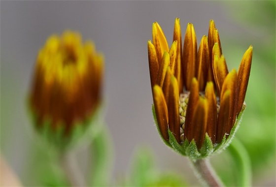 经典的鲜花寄语-24句