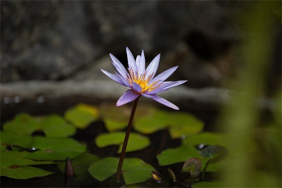 小说里面甜到炸的情话 小说里特别甜的句子