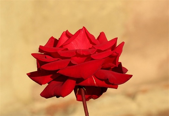 关于火车声音的伤感句子