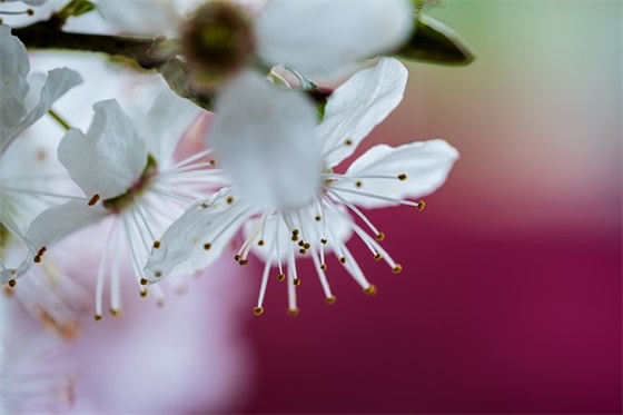 祝福毕业的句子大全