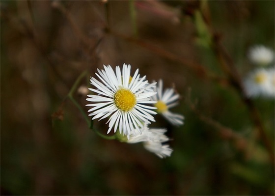 关于心情高兴的句子88句