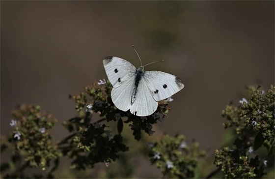 霸气十足的励志句子