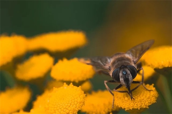 气质美女的句子
