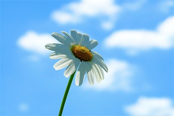 一杯酒下肚伤感句子