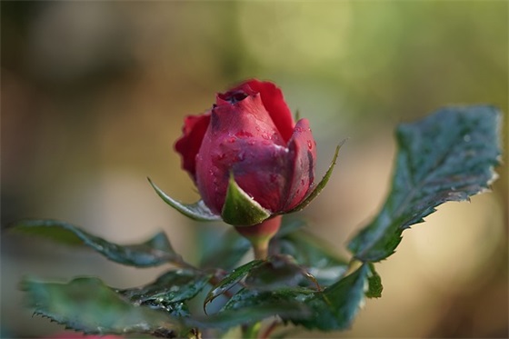 有深意的晚安句子 关于晚安的古风句子有哪些