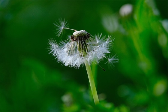 汉字听写大会总决赛