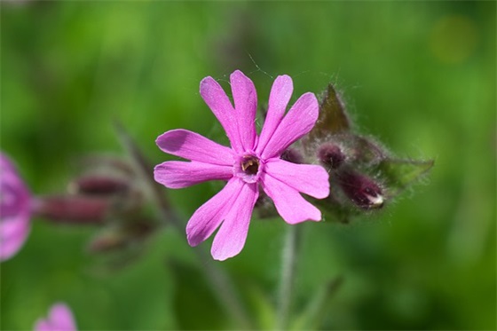 农业技术推广工作总结