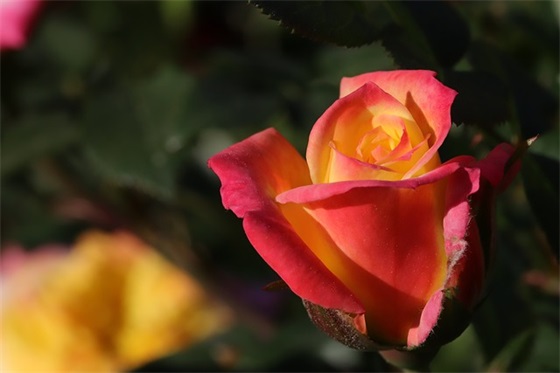 教师幸福感调查