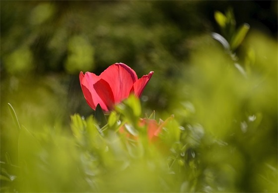 推广普通话的宣传内容