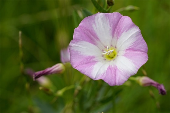 微课程设计方案