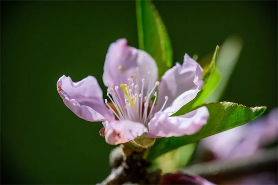 职业素养教育论文