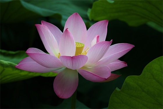 干部任命范文(通用20篇)