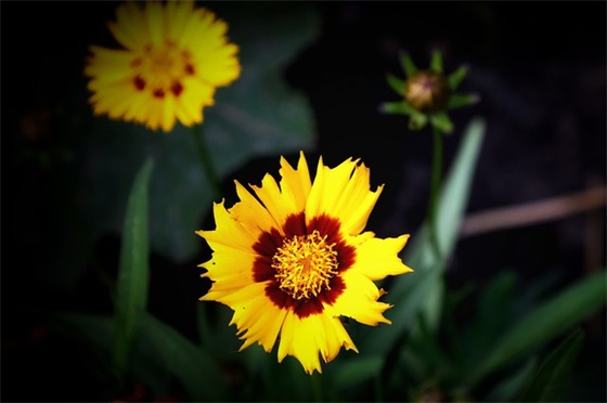 设计师简历范文(通用二十篇)