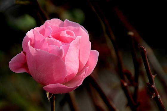 入党群众调查意见范文(优选九篇)