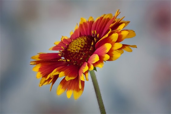 关于开心的作文大全(37篇)