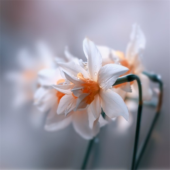 春晚主持稿开场白8篇