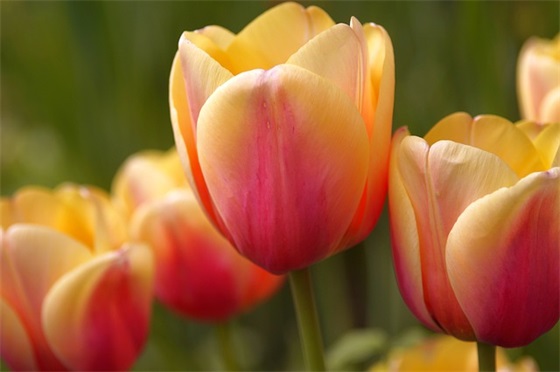 关于大学个人简历模板（精选13篇）