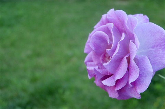 关于描写春天的散文名篇（通用11篇）