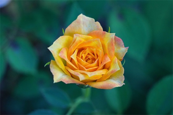 大学生面试的自我介绍（通用20篇）