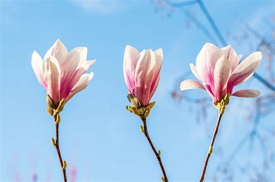 小学生数学论文（精选18篇）