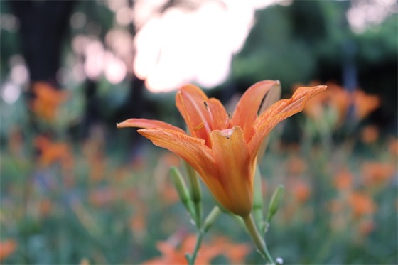 最悲伤的情话大全(70条)