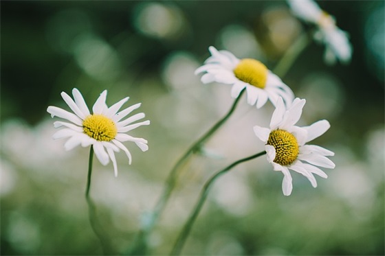 最好听的情话短句英语151句