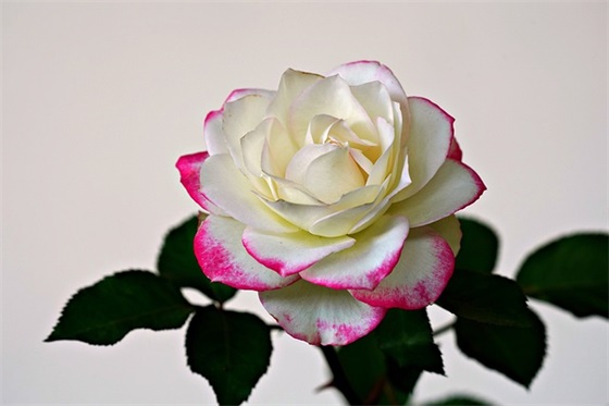 一段很长很暖心的表白情话大全