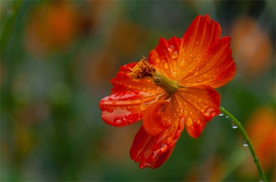 赞美花海优雅浪漫的高级感文案通用(48句)