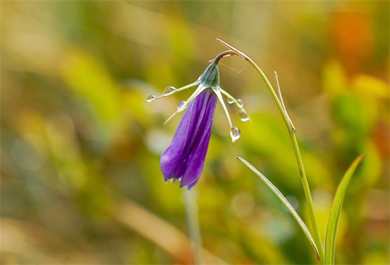 同学三十年聚会的感言