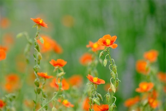 学习外语的十个技巧