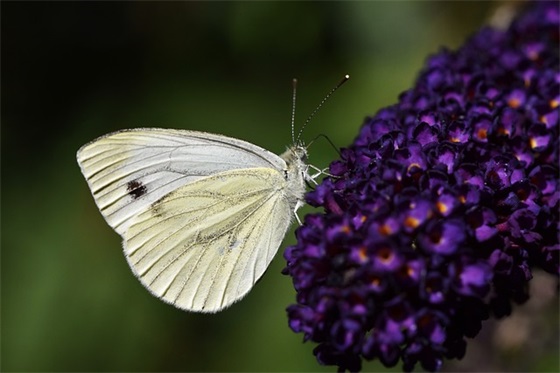 高一新生应该怎样学习英语