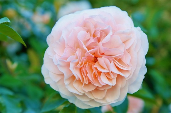 新学期父母的寄语-100句