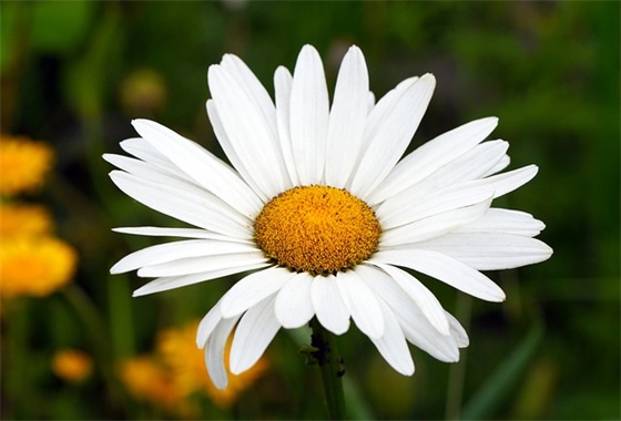 家长意见对小孩的寄语幼儿园 【家长意见对小孩的寄语幼儿园怎么写】