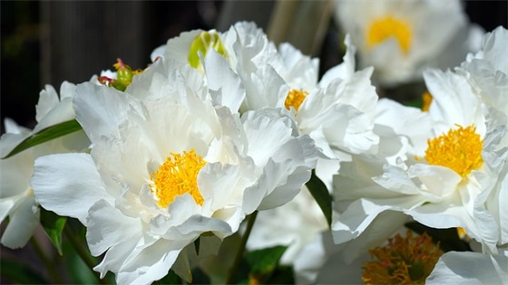 三年级家长寄语短句10字 【三年级家长寄语怎么写简写】