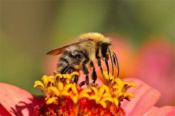 形容花开的唯美句子