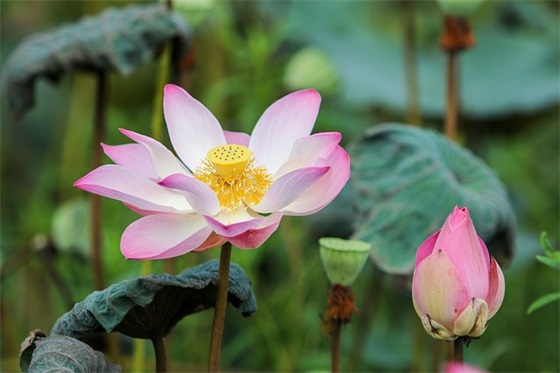 送给数学老师的毕业寄语 【送给数学老师的毕业寄语简短】