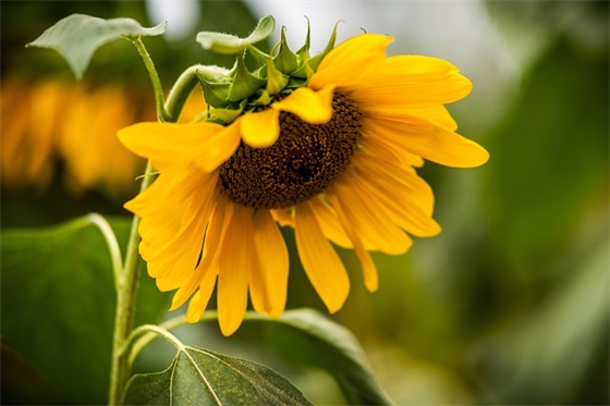 毕业寄语学生写给老师 【毕业寄语学生写给老师的信】