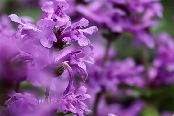 小学升初中家长寄语怎么写 【小学升初中家长寄语怎么写简短】