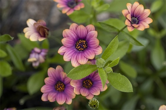 教师寄语八个字励志小学 【教师寄语小学简短】