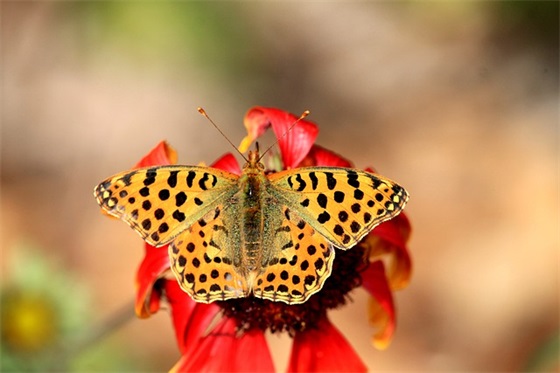 送给同事的生日寄语-52句