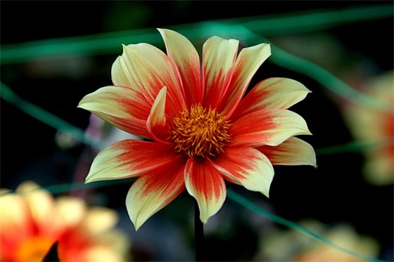 中班幼儿期末家长寄语-46句