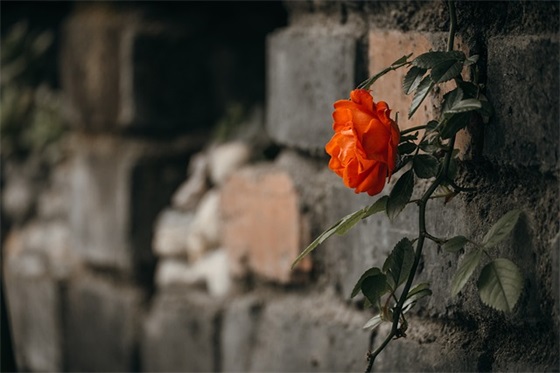 大班毕业父母对孩子的寄语简短话语-51句