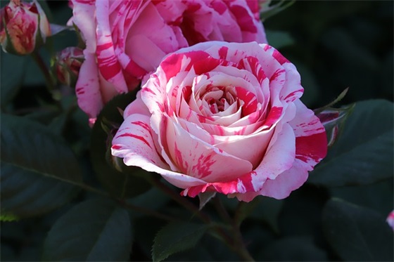 家长加油寄语-53句