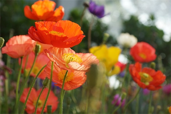 带佳的的情侣网名女生