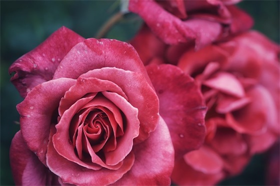 带佳玲的情侣网名