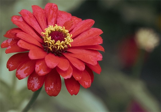 带刘字的QQ情侣网名