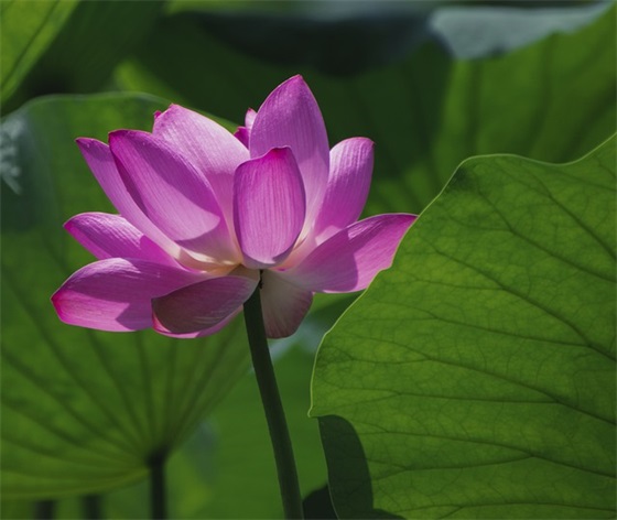 带刘和顾的情侣的网名