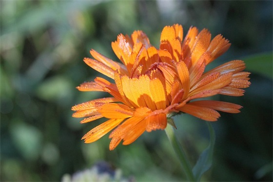 带刘和盼的情侣网名