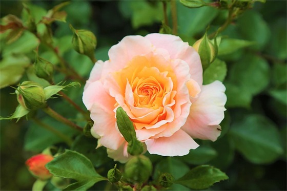 带倩和浩的情侣网名