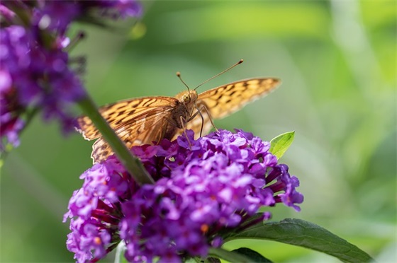 带壮的情侣网名
